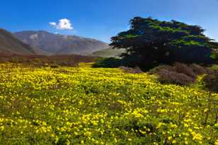 Coastal wildflowers-8450.jpg Coastal wildflowers-8450.jpg